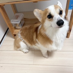 緊急！！再募集させていただきます