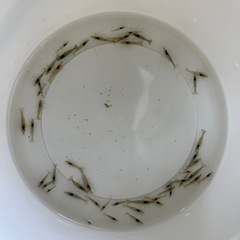 ミナミヌマエビ20匹　ウィローモス付き