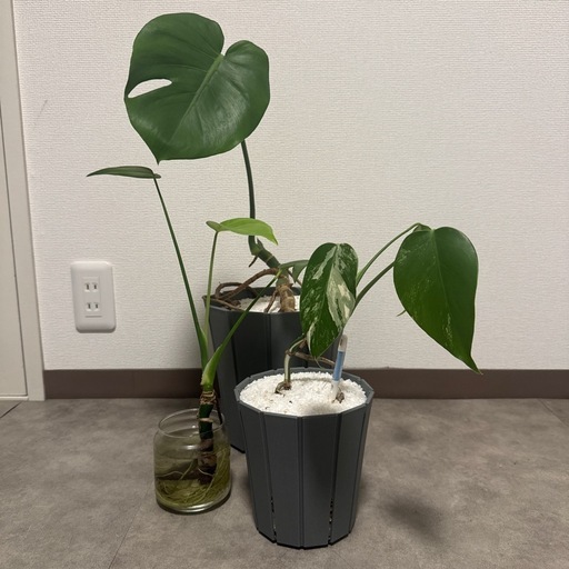 観葉植物　\nモンステラ(斑入りもあり) 3株