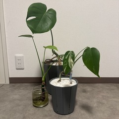 観葉植物　
モンステラ(斑入りもあり) 3株