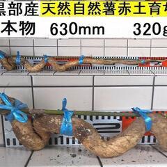 すぐにお渡しできます ♪黒部産・超粘り！赤土粘土の天然自然薯1本...
