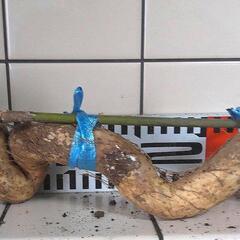 すぐにお渡しできます ♪黒部産・超粘り！赤土粘土の天然自然薯1本物・630mm≒320gの画像