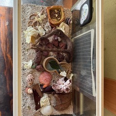 オカヤドカリ飼育フルセット
