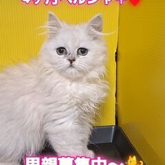 里親募集中！生後4ヶ月ペルシャ♀(⋈◍＞◡＜◍)。✧♡