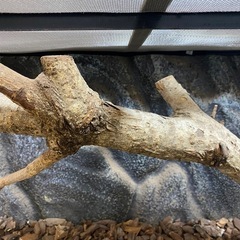 爬虫類飼育　エキゾテラDIYの画像