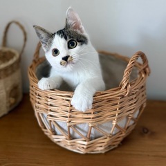 ずっとの家族が決まりました❣️のりたまくん🍙甘えん坊男子🩵生後3ヶ月
