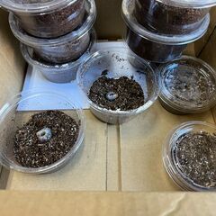 ◎オオクワ　幼虫　10頭 (頭数相談可)　『発送可』の画像