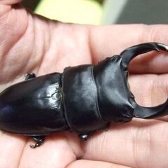 奈良県産オオクワガタ F6 ♂72.7ミリ ♀45.7ミリ ペアの画像