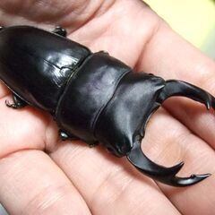 奈良県産オオクワガタ F6 ♂72.7ミリ ♀45.7ミリ ペアの画像