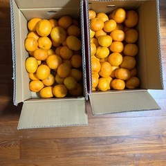 食品　受付終了　
愛媛産🍊お値下げ残り1袋 