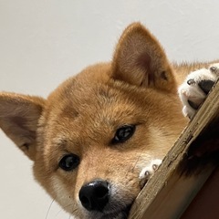 柴犬　里親募集
