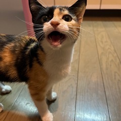 可愛くて甘えん坊な三毛猫の女の子※現在相談中です