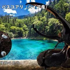 ヘラクレス・パスコアリ（ブラジル・バイア州産）初令幼虫5頭 CBF2 種親137.2mm×74.0mmの画像