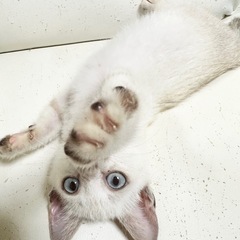 シャム系ブルーアイ女子 - 猫