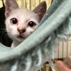 シャム系ブルーアイ女子 − 福岡県