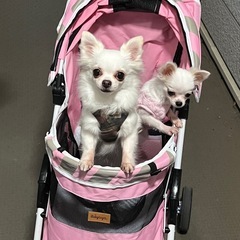 犬友達