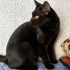 黒猫イケメンな男の子♪