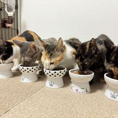 【激かわ丸顔💖】三毛猫ちゃん😊 - 猫