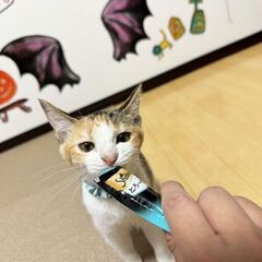 【激かわ丸顔💖】三毛猫ちゃん😊 − 鹿児島県