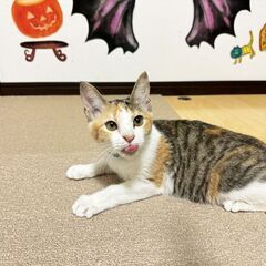 【激かわ丸顔💖】三毛猫ちゃん😊 - 薩摩川内市