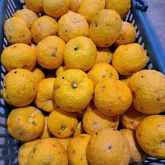 柚子約4キロの画像