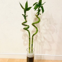 スパイラルバンブー　観葉植物　ハイドロカルチャー