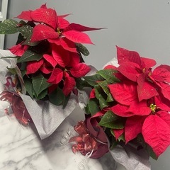 ✨ポインセチア✨植物の画像