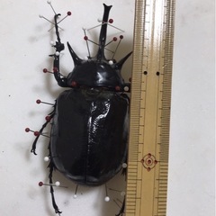 マルスゾウカブト 3齢幼虫３匹セット