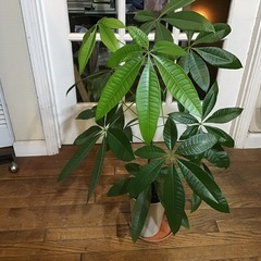 実生パキラ　　　観葉植物