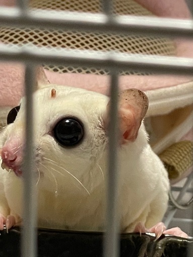 フクロモモンガ