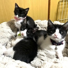 2ヶ月のきょうだい猫🐈‍⬛
