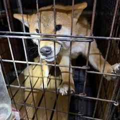 ブリーダーさん飼育頭数制限の為に里親募集します