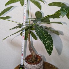 パキラ・ミルキーウェイ接ぎ木 A1 