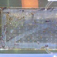 キンペコ　プレコ　熱帯魚の画像