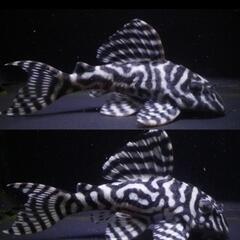 キンペコ　プレコ　熱帯魚の画像
