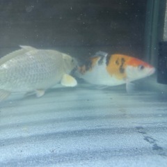 2匹セット錦鯉　熱帯魚　金魚　メダカ