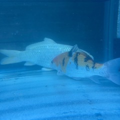 2匹セット錦鯉　熱帯魚　金魚　メダカの画像