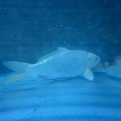 2匹セット錦鯉　熱帯魚　金魚　メダカの画像