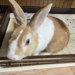 ミニウサギ