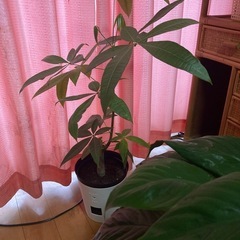 観葉植物　2鉢3点目お安くします❗️の画像