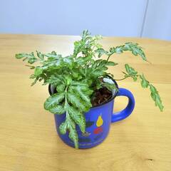 プテリス：エバーゲミエンシス シダ　観葉植物