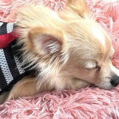 愛犬と一緒にお散歩に行きませんか？