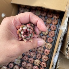 多肉植物、エケベリア、韓国苗の画像