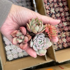多肉植物、エケベリア、韓国苗