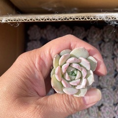 多肉植物、エケベリア、韓国苗の画像