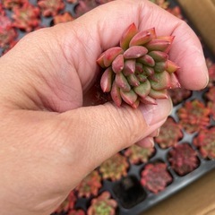 多肉植物、エケベリア、韓国苗の画像