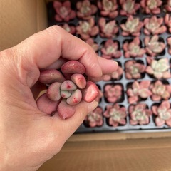 多肉植物、エケベリア、韓国苗の画像