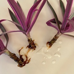 観葉植物　オモト　オーロラの画像