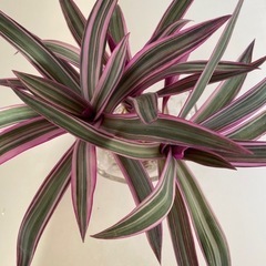 観葉植物　オモト　オーロラ