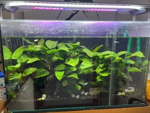 60スリム エイハイム 小売 エーハイムスリム水槽セット 60 cm